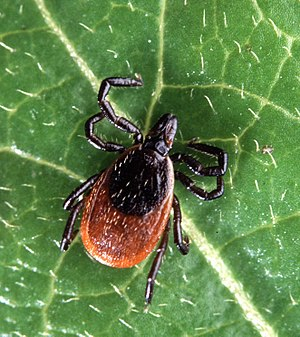 Những điều chưa biết về sự nguy hiểm của bệnh Lyme